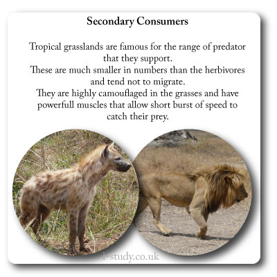 biomes grassland secondary consumers